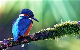 Blue kingfisher HD wallpaper
