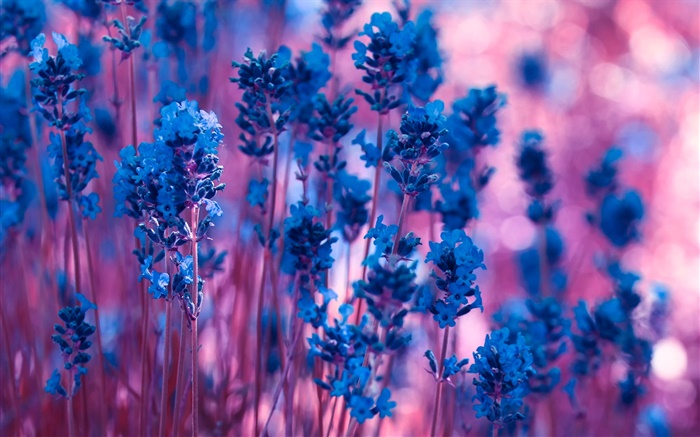 Blue lavender flowers close-up Wallpapers Pictures Photos Images