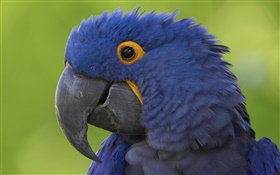 Blue parrot head close-up HD wallpaper