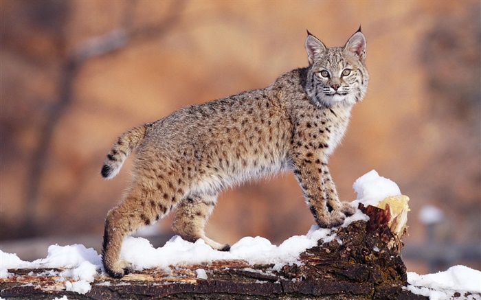 Bobcat close-up Wallpapers Pictures Photos Images