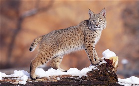 Bobcat close-up HD wallpaper