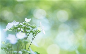 Bokeh, wildflowers HD wallpaper