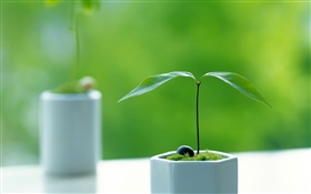 Bonsai close-up, green background HD wallpaper