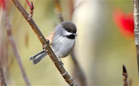 Boreal chickadee, twigs, Canada HD wallpaper