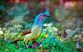 Bowerbird, grass HD wallpaper