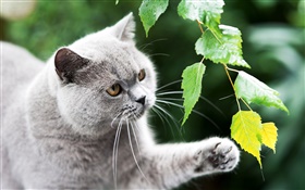 British cat, paw, leaves HD wallpaper