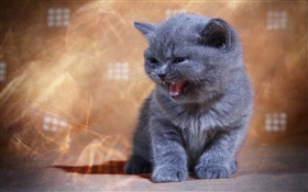 British shorthair yawn HD wallpaper