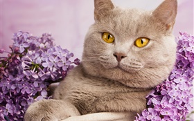 British shorthair, yellow eyes, cat with flowers HD wallpaper