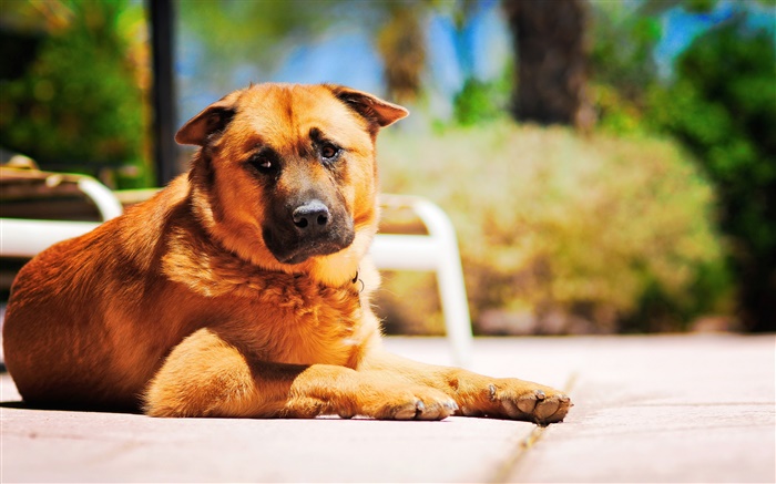 Brown dog Wallpapers Pictures Photos Images