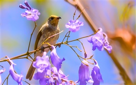 Brown honeyeater bird, jacaranda blooms HD wallpaper