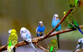 Budgies close-up HD wallpaper