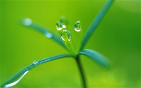 Buds close-up, water drops, spring season HD wallpaper