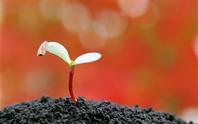 Buds, mud, red background HD wallpaper