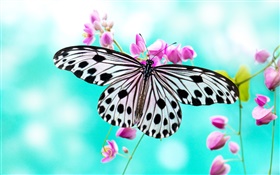 Butterfly and purple flowers HD wallpaper