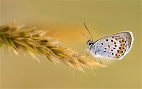 Butterfly on the wheat HD wallpaper