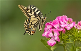 Butterfly, pink flowers HD wallpaper