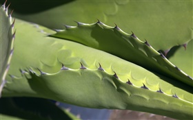 Cactus, thorns close-up HD wallpaper