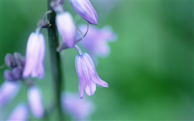 Campanula flower, green background