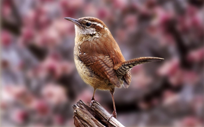 Carolina wren, birds close-up Wallpapers Pictures Photos Images