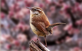 Carolina wren, birds close-up HD wallpaper