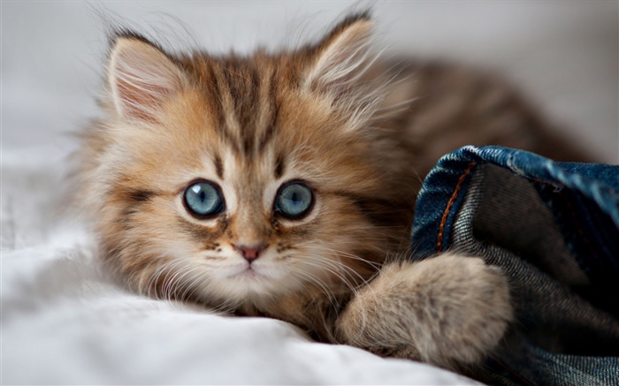 Cat, face, sleep Wallpapers Pictures Photos Images