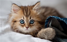 Cat, face, sleep HD wallpaper