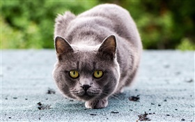 Cat is angry HD wallpaper