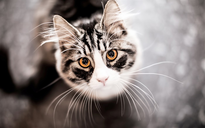 Cat look up, face, mustache Wallpapers Pictures Photos Images