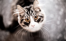 Cat look up, face, mustache HD wallpaper