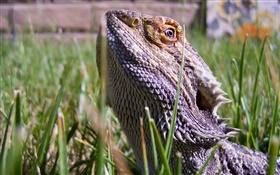 Chameleon stuck his head in the grass HD wallpaper