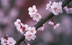 Cherry flowers blooming, twigs