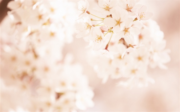 Cherry flowers, blurry Wallpapers Pictures Photos Images