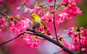 Cherry tree, flowers, bird HD wallpaper
