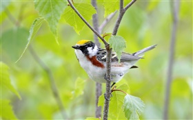 Chestnut-sided warbler, Canada, green background HD wallpaper