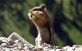 Chipmunk eat food HD wallpaper