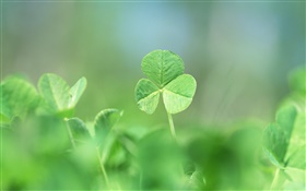 Close-up of green clover HD wallpaper