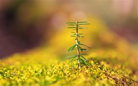 Closeup of small trees, yellow blurred background HD wallpaper