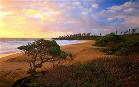 Coast, sea, beach, grass, sands, trees, clouds, sunrise HD wallpaper