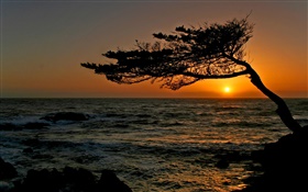 Coastal, a tree, silhouette, sunset HD wallpaper
