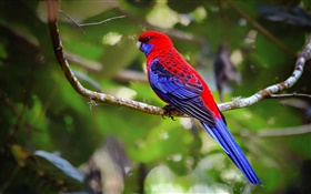 Crimson rosella parrot HD wallpaper