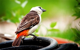 Curiosity bird, bokeh HD wallpaper