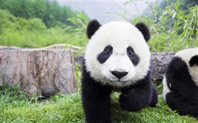 Cute animals, white black colors, panda HD wallpaper