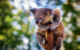 Cute furry koala, bokeh HD wallpaper