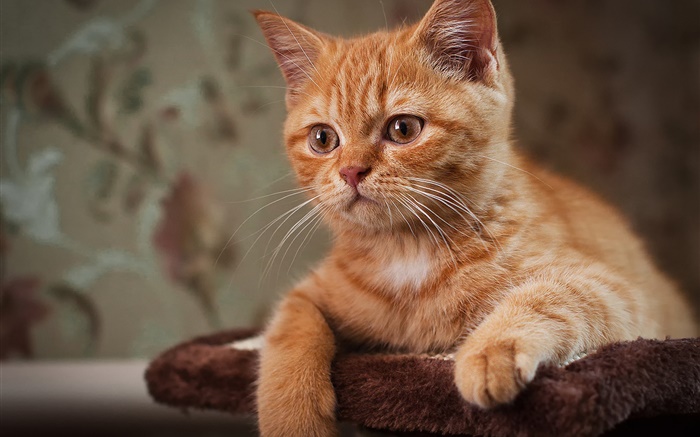 Cute kitten, brown cat Wallpapers Pictures Photos Images