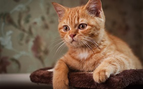 Cute kitten, brown cat