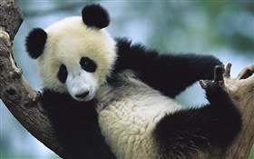 Cute panda HD wallpaper