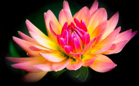 Dahlia, flower close-up, yellow and pink petals
