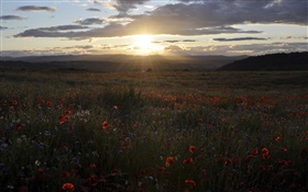 Daisies, cornflowers, poppies, sunset, Scotland, UK HD wallpaper