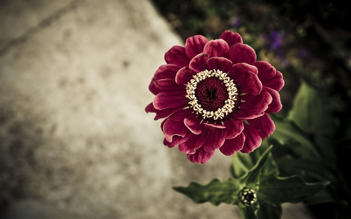 Dark purple flower close-up Wallpapers Pictures Photos Images