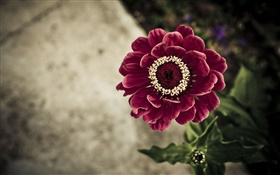 Dark purple flower close-up